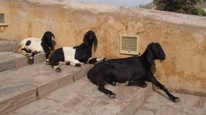 The cutest goats in the world!!!